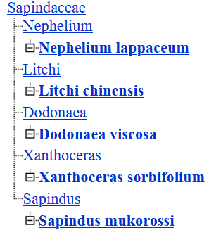 Common Taxonomy Tree for Sapindaceae